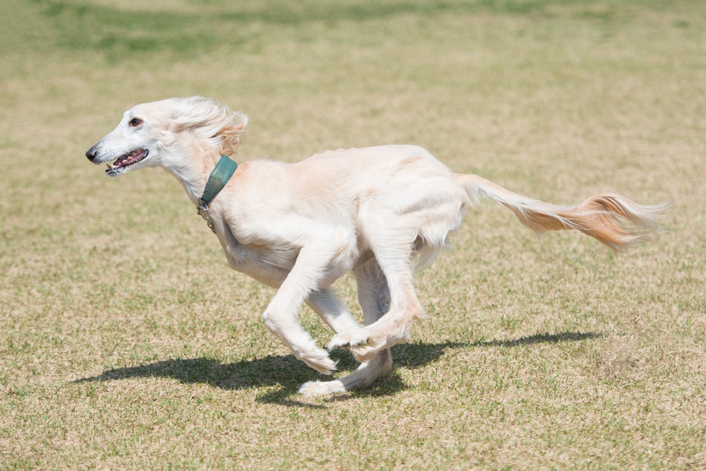 Saluki (2)