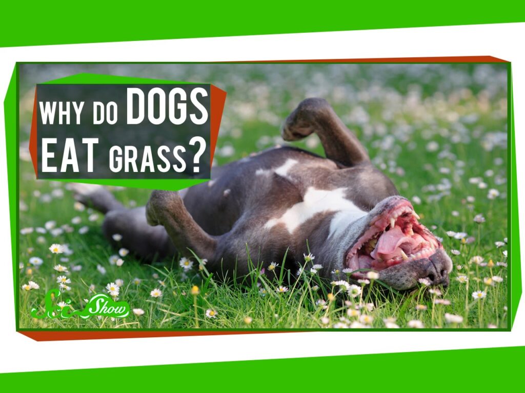 Waarom Eten Honden Gras?