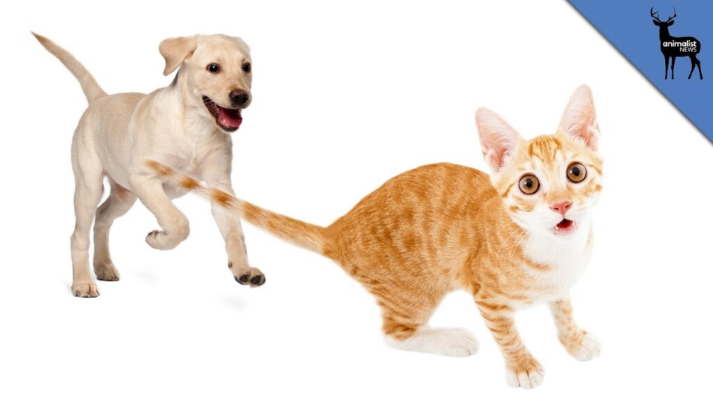 Waarom Rennen Honden Achter Katten Aan?