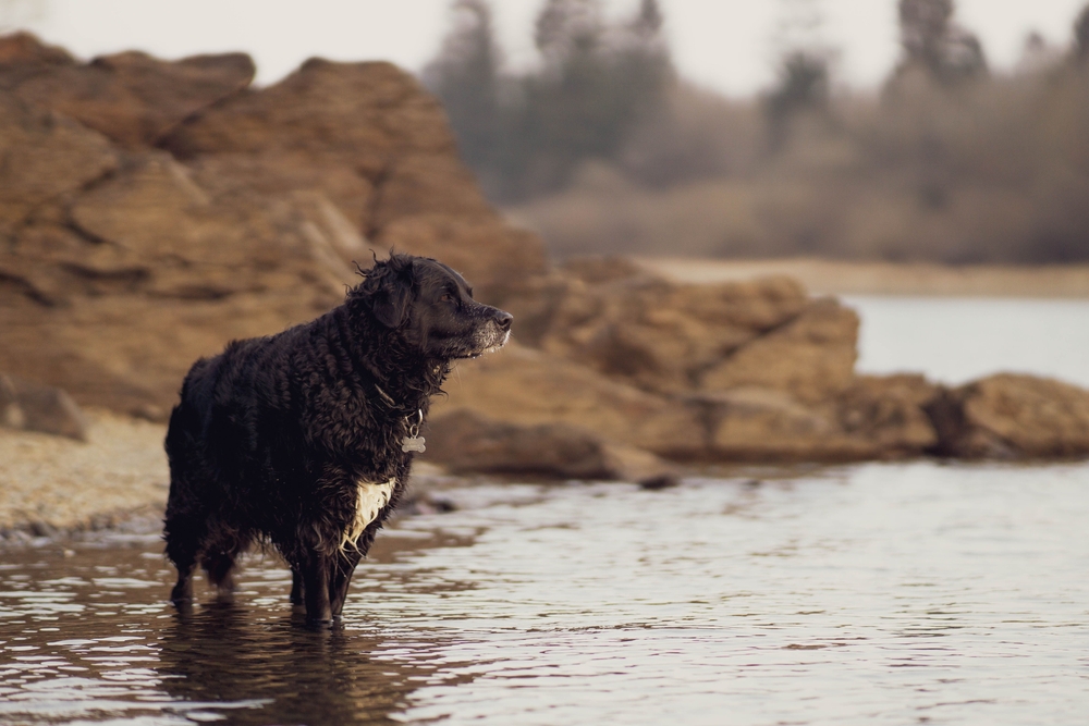curly coated retriever