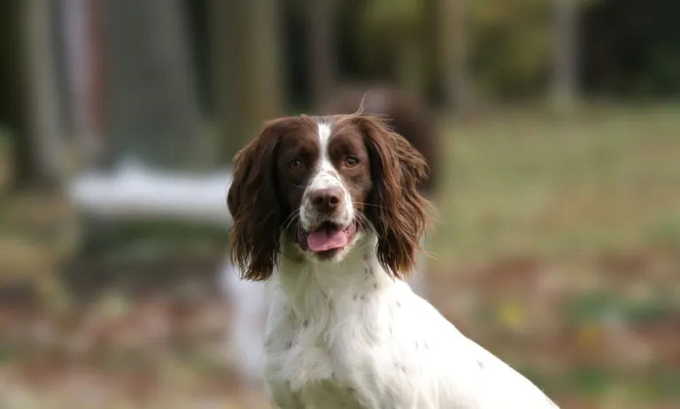 Boykin spaniel