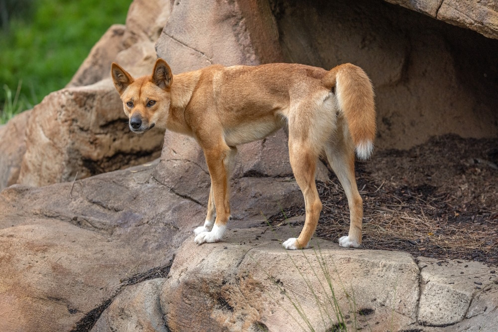 Nieuw Guinea zingende hond