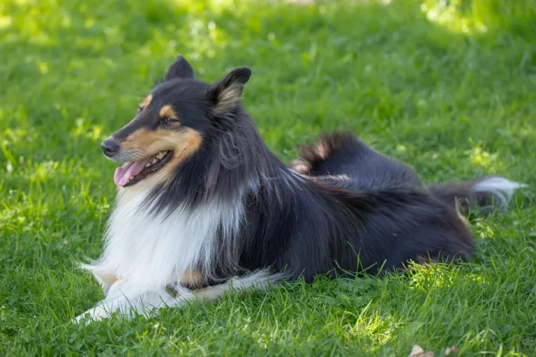 Schotse Collie