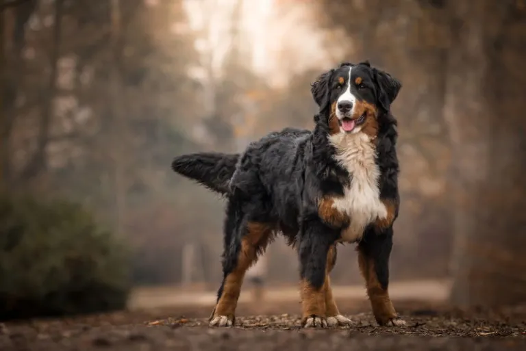 Berner sennenhond