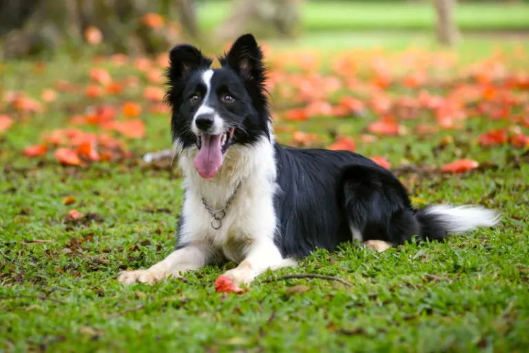 Border Collie (2)