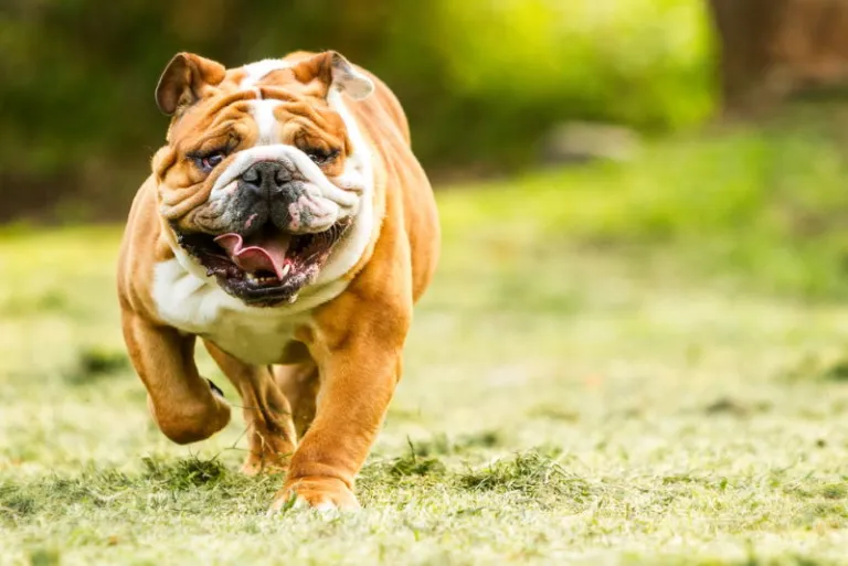 Engelse Bulldog