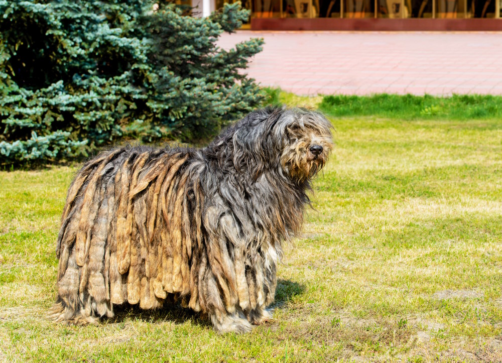 Bergamasco (2)