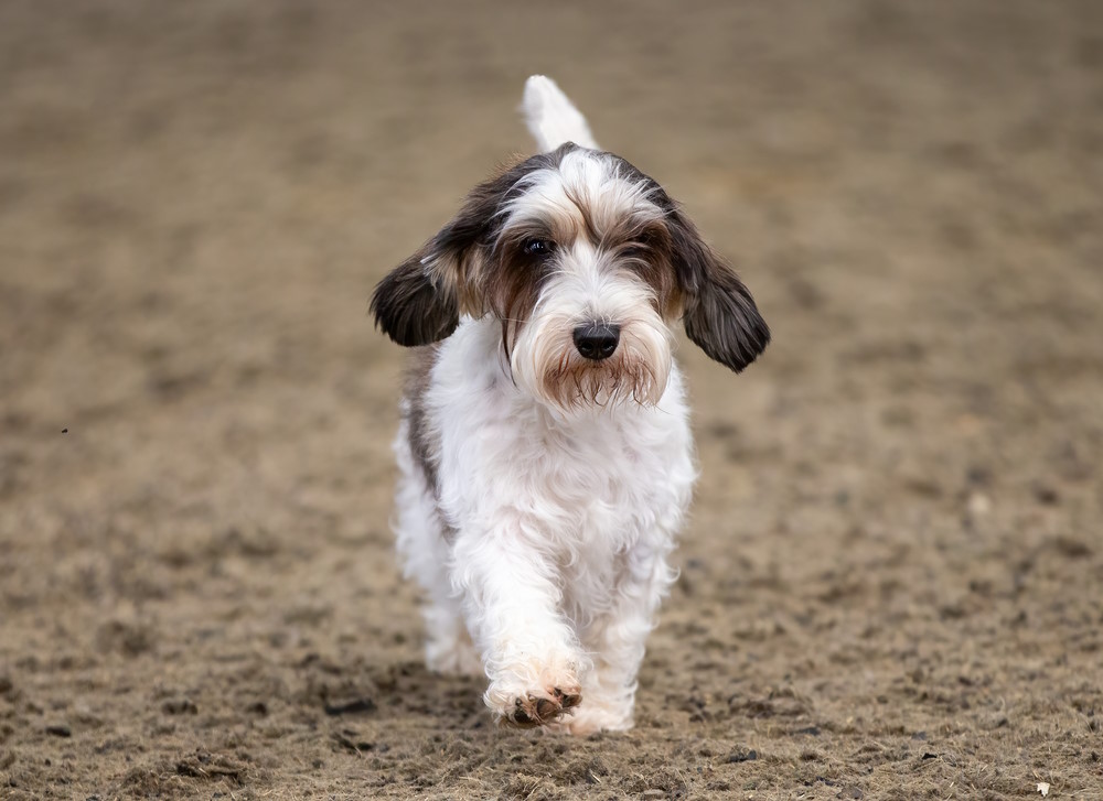 basset griffon vendéen