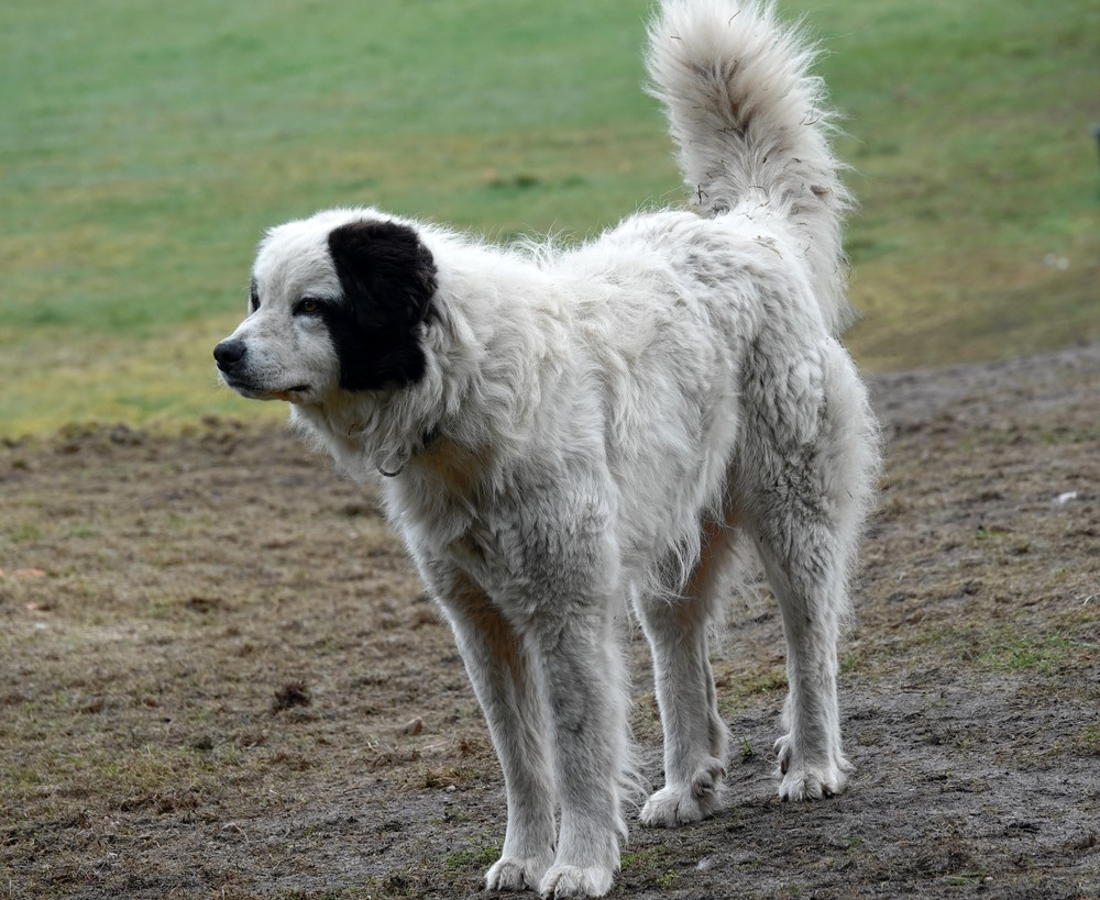 pyrenese herdershond