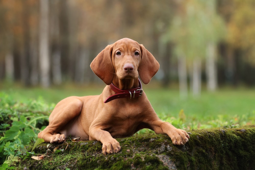 vizla