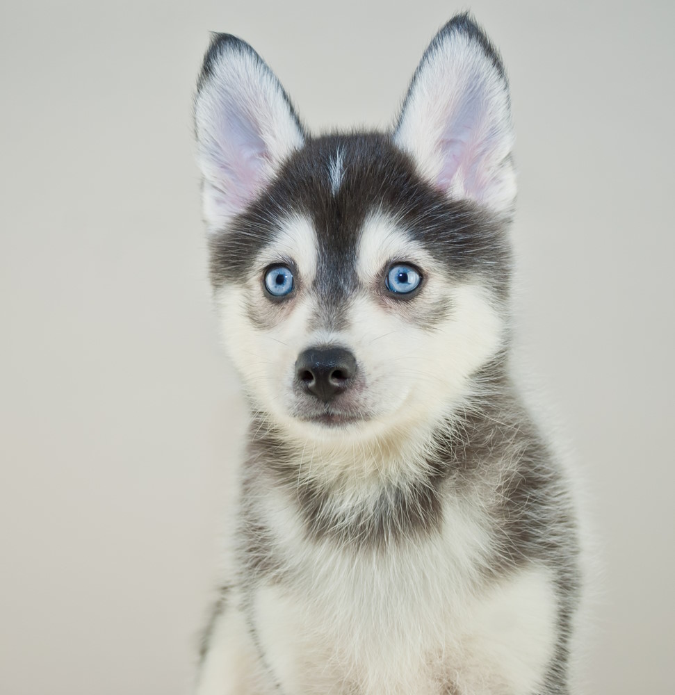 Pomsky (4)