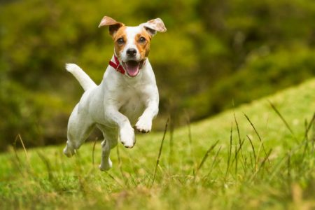 Jack Russell