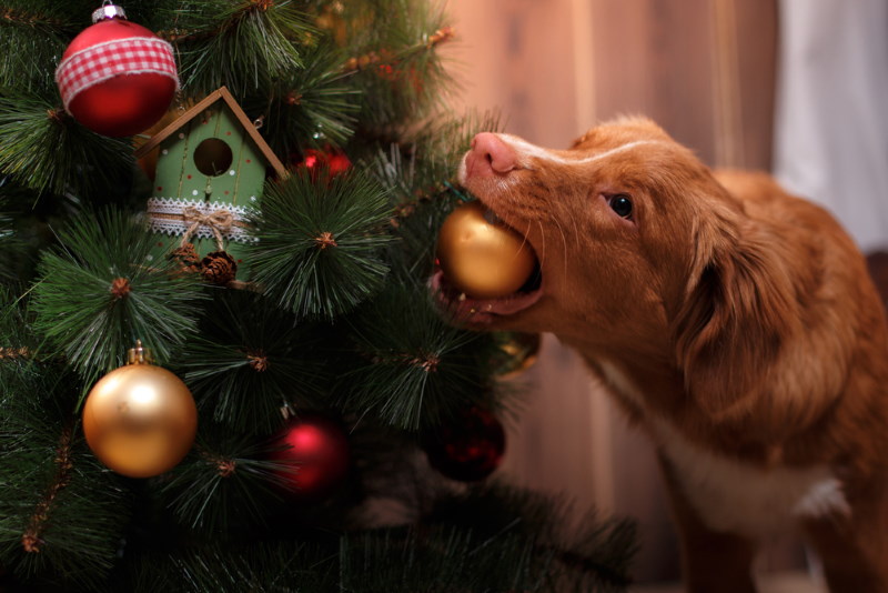7 Grootste gevaren voor huisdieren tijdens de feestdagen