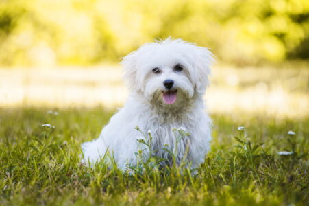 Maltezer