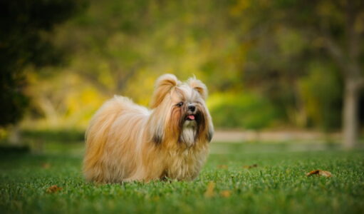 Shih tzu