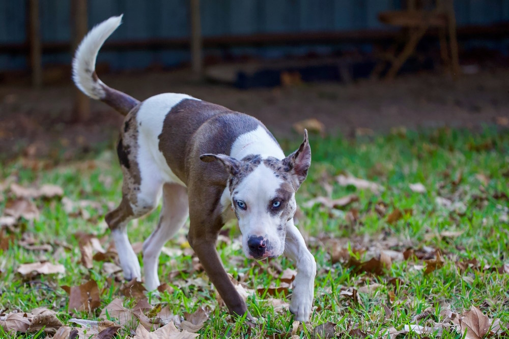 Catahoula