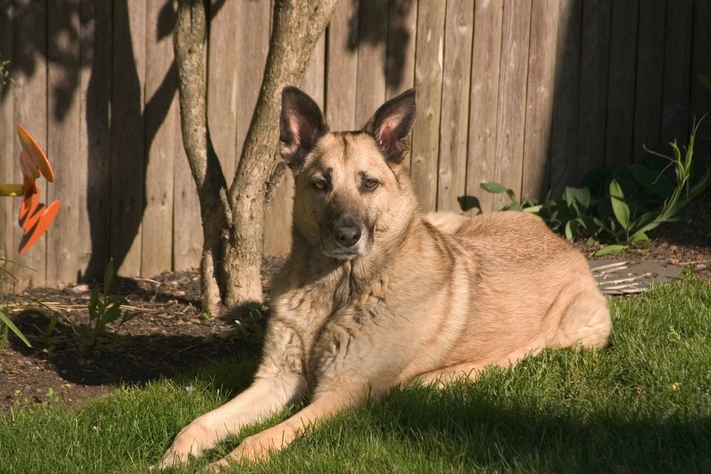 Chinook hond
