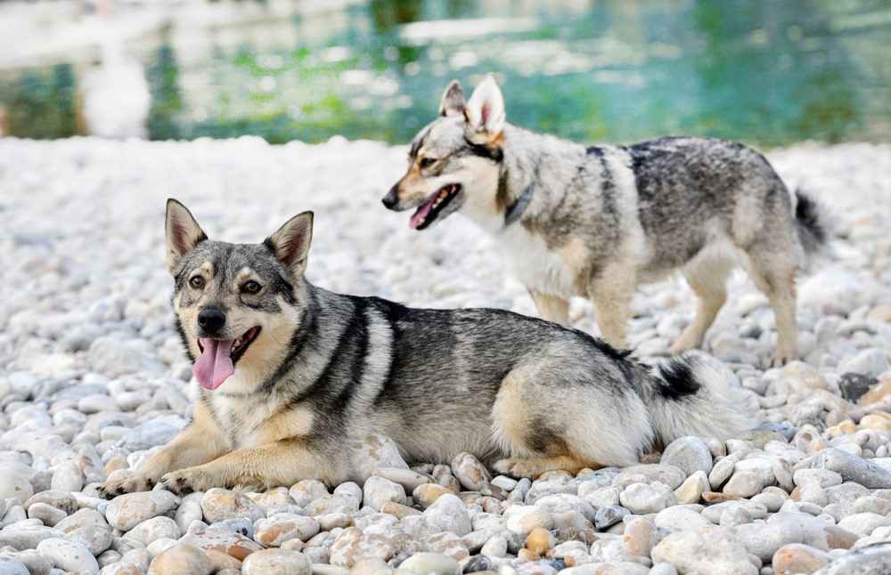 Vallhund