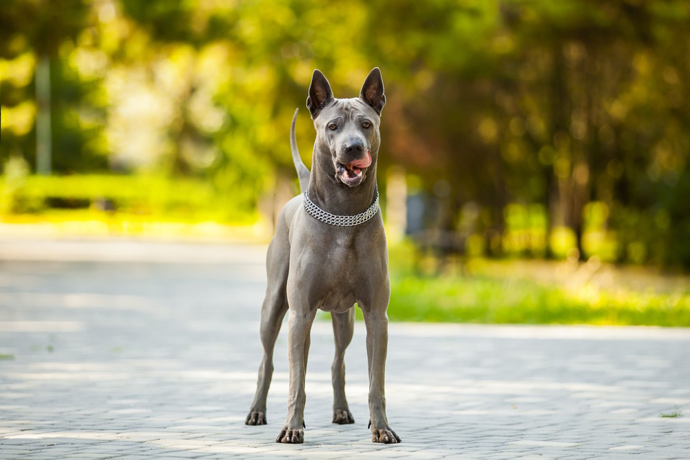 thaise ridgeback
