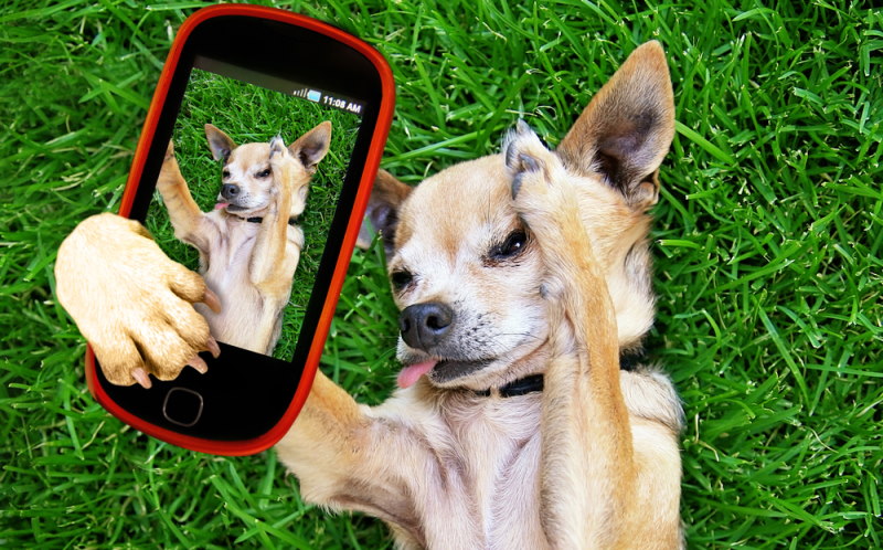 De 4 Beste Apps voor Hondeneigenaren