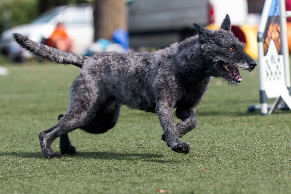 Hollandse Herdershond ruwhaar