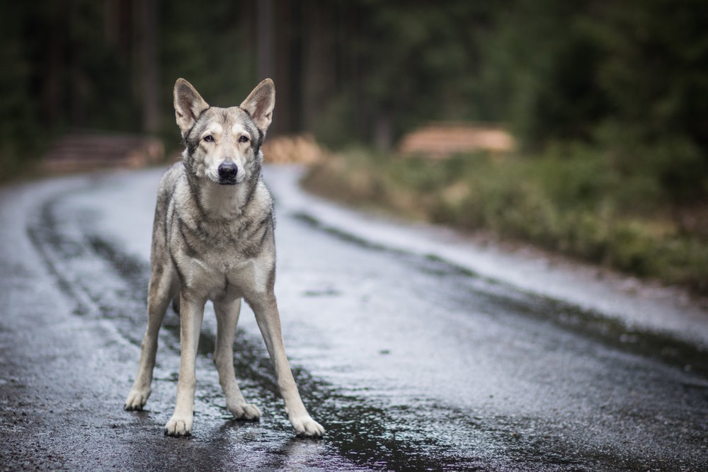 Saarlooswolfhond