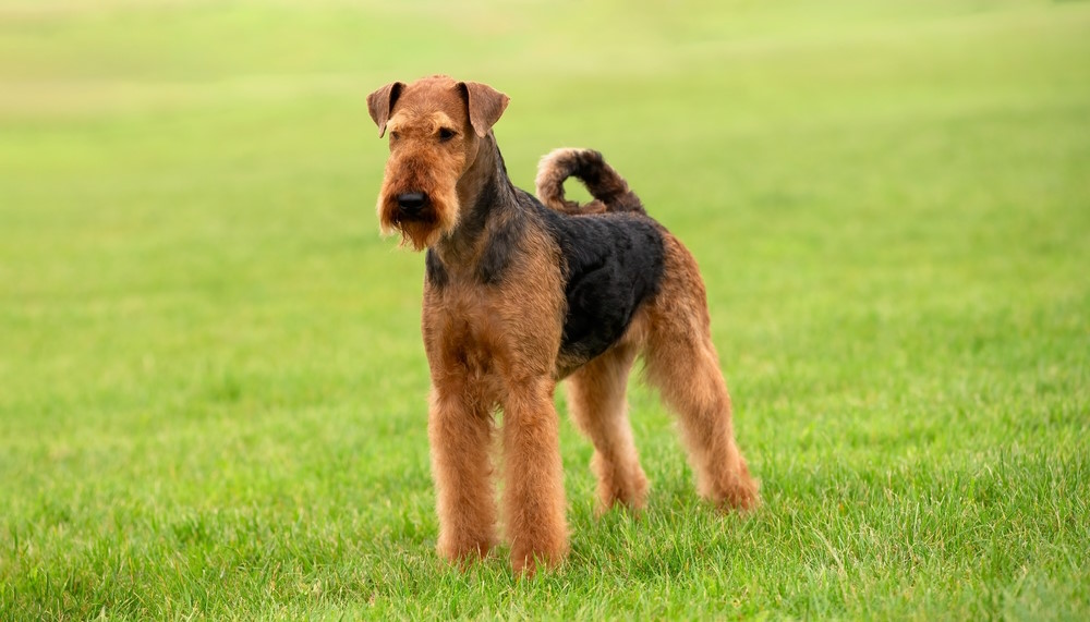 Airedale terrier