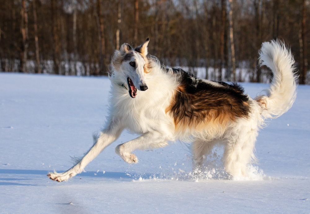 Borzoi