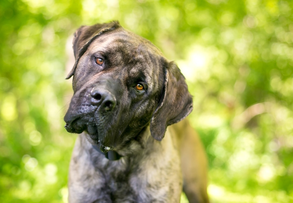 Cane Corso