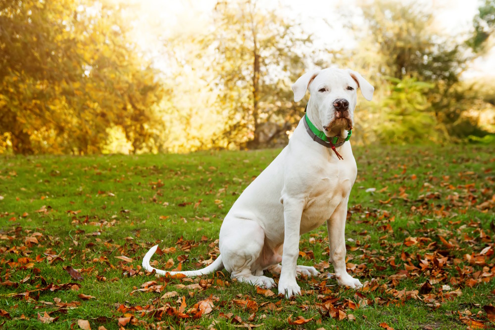 Dogo Argentino