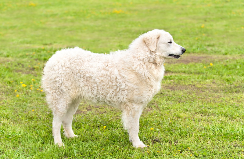 Kuvasz