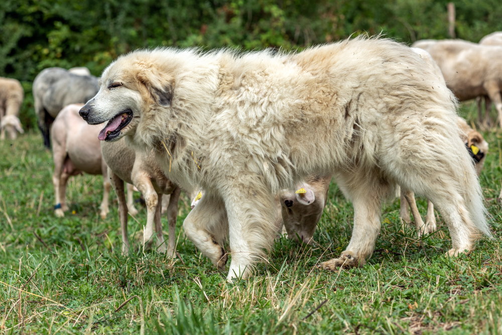 Pyreneese berghond