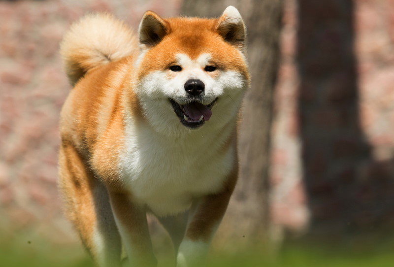 akita hond