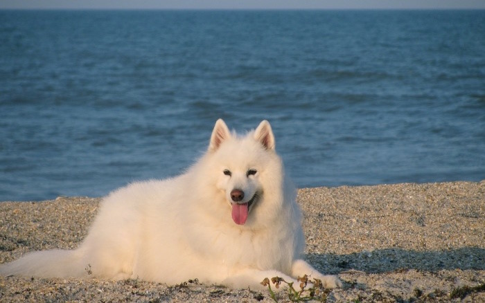 Samojeed2