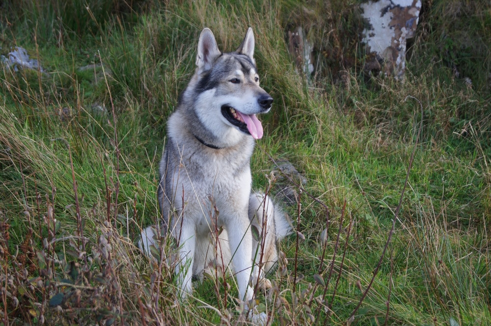 Tamaskan