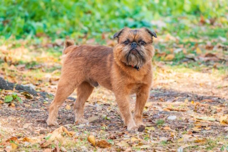 bruxellois griffon