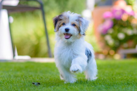 havenezer hond