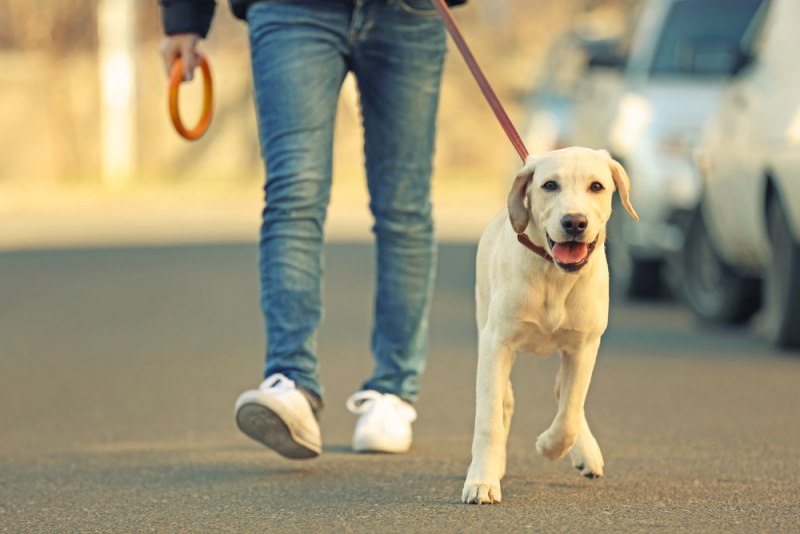 Waarom Eten Honden Poep?