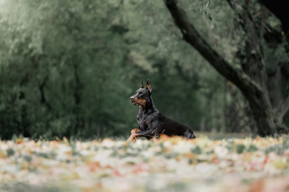 doberman