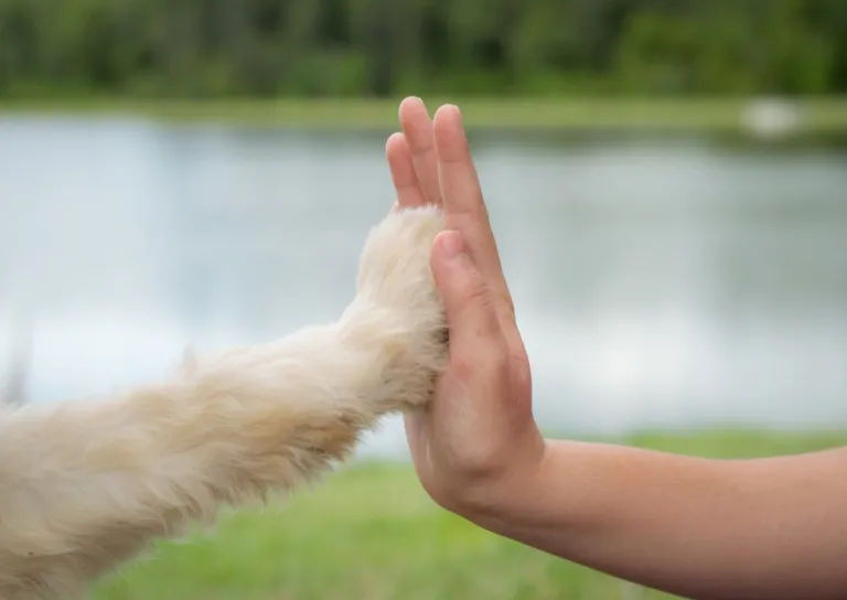 Waarom een goede band met je hond belangrijker is dan gehoorzaamheid