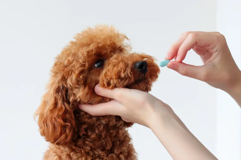 Ontwormen van je hond: waarom, hoe en wanneer?