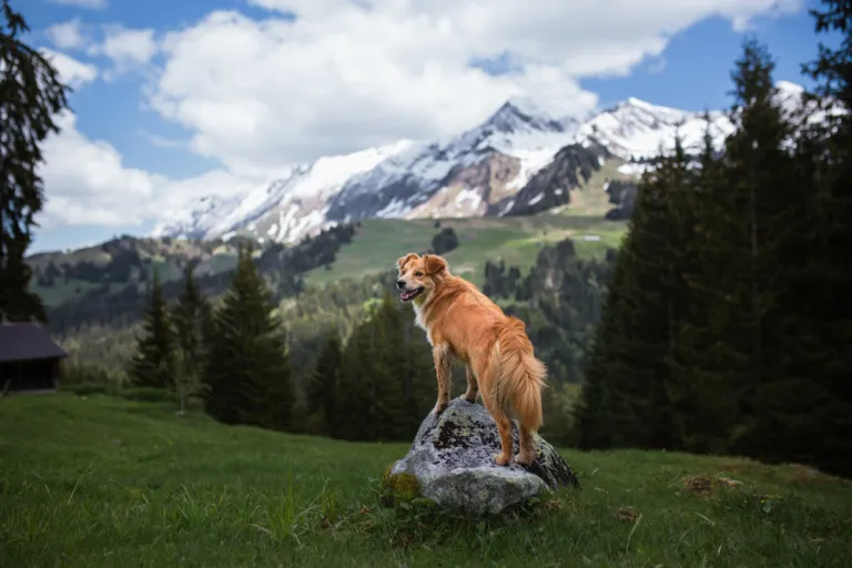 Ga je op vakantie? Waarom je absoluut de hond mee moet nemen