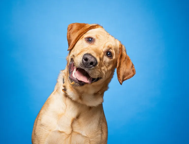 Hond heeft de hik – moet je je zorgen maken?