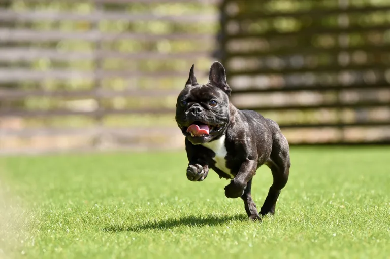 Honden urine geur in kunstgras voorkomen