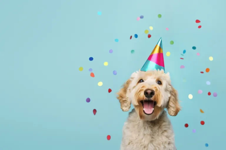 honden verjaardag