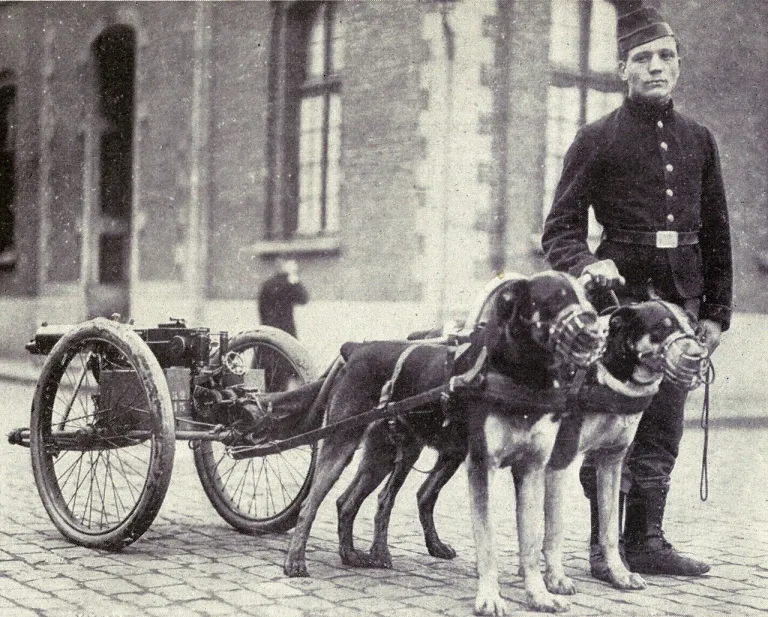  Belgische mastiff 