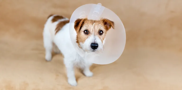 Castratie bij honden: alles wat je moet weten