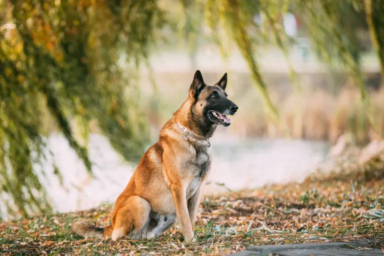melchese herder bijtkracht