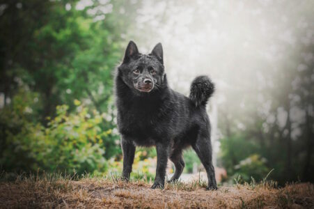 Schipperke