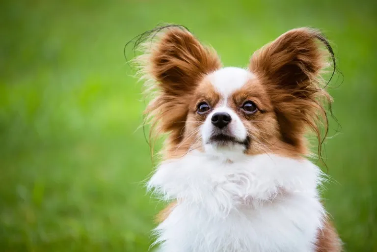 vlinderhondje